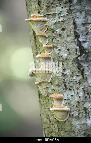 Erle Halterung Pilz, Inonotus radiatus (=Mensularia radiata) Stockfoto