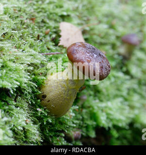 Honig Pilz, Armillaria lutea Stockfoto