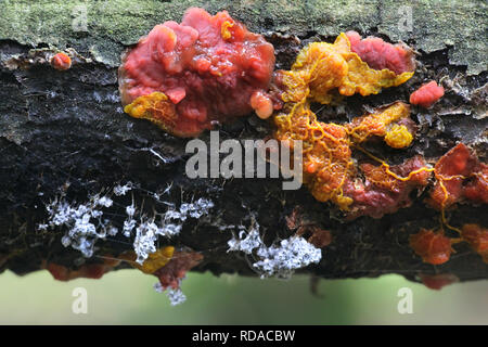 Gelbe Schleimpilze, Badhamia utricularis, Fütterung auf einem roten Pilz namens Red scarlet splash Pilz, Cytidia salicina Stockfoto