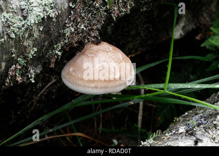 Fomitopsis Piptoporus betulinus betulina, zuvor, bekannt als der Birch polypore, birke Halter oder Rasiermesser Strop Stockfoto