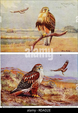 . [Artikel über Vögel von National Geographic Magazin]. Vögel. Adler, Falken und Geier. ) National Geographic Society AMERICAN ROUGH-LEGGED HAWK Oberen; ordinarj-light Phase; Erwachsene gehockt, unreifen flying AjjpioMinatelj one-scenlh n itural Größe EISENHALTIGEN ROUGH-LEGGED HAWK Senken; Erwachsene in hellen Phase (links). dunkle Phase fliegen (rechts) IX. Bitte beachten Sie, dass diese Bilder sind von der gescannten Seite Bilder, die digital für die Lesbarkeit verbessert haben mögen - Färbung und Aussehen dieser Abbildungen können nicht perfekt dem Original ähneln. extrahiert. Washington, DC: National Stockfoto