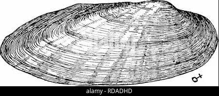 . Süßwasser-Biologie. Süßwasser-Biologie. Die mollusca lOll 149 (148) Shell oval bis länglich; Schnabel Skulptur bestehend aus feinen, doppelt durchgeschleift Grate. Abschnitt Eurynia Bergh. Diese Gruppe hat viele Arten und ist oE allgemeine Verteilung von Manitolja zu Texas und ostwärts. Typ, Lampsilis rccla Lam. (Abb. 151,3; X i).. Bitte beachten Sie, dass diese Bilder sind von der gescannten Seite Bilder, die digital für die Lesbarkeit verbessert haben mögen - Färbung und Aussehen dieser Abbildungen können nicht perfekt dem Original ähneln. extrahiert. Bezirk, Henry Baldwin, 1865-1945; Whipple, George Chandler, Stockfoto