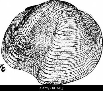 . Süßwasser-Biologie. Süßwasser-Biologie. Die mollusca 1009 144 (14 s) Männliche Shell mit einer posterioren und zentrale Ausstrahlende Grat mit einer Furche zwischen. Weibchen mit einem stark produzierte Inflation ein wenig hinter der Mitte der Basis. Untergattung Dysuomia Agassiz. Dies ist einer der bemerkenswertesten Gruppen der Gattung und wird von drei Arten von der Ohio, Cumberland, und Tennessee Flüsse dargestellt. Typ, lyuiicilla fotiata Hild. (Abb. 1510; Xi.). Bitte beachten Sie, dass diese Bilder aus gescannten Seite Bilder, die digital für die Lesbarkeit verbessert haben mögen - Färbung und das Aussehen von extrahiert werden Stockfoto