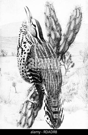 . [Artikel über Vögel von National Geographic Magazin]. Vögel. Die Polizisten der Luft 83. Von der biologischen Umfrage cactus wren einen gemeinsamen Wüste Vogel der Südwesten der Vereinigten Staaten. Bitte beachten Sie, dass diese Bilder sind von der gescannten Seite Bilder, die digital für die Lesbarkeit verbessert haben mögen - Färbung und Aussehen dieser Abbildungen können nicht perfekt dem Original ähneln. extrahiert. Washington, D.C.: National Geographic Society Stockfoto