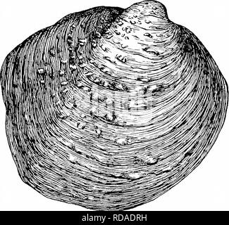 . Süßwasser-Biologie. Süßwasser-Biologie. Die mollusca 999 114 (115) Äußere Kiemen nur als marsupia. Shell gerundet; Schnabel sculp - ersatzbrennstoffe mit zahlreichen feinen unregelmäßigen Sicken; Scharnier kom- plette; Perlmutt violett Rotundaria Bergh. Die Art, R. tuherculata Raf. (Abb. 486), reicht von der südlichen Michigan durch den Ohio, Tennessee und Mississippi Systeme, südlich von Texas. Eine weitere Spezies reicht von Kentucky und Tennessee nach Iowa. Abb. 1485. Lis (117) Äußere Kiemen nur als marsupia. Shell gleichermaßen in beiden Geschlechtern; dreieckig bis Rhombischen, in der Regel mit einem prominenten umbonal Region; Schnabel Stockfoto