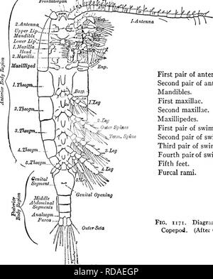 . Süßwasser-Biologie. Süßwasser-Biologie. 742 Süßwasser-biologie Forbes seine Reihe von Papieren begonnen. Obwohl diese Papiere nicht umfangreich waren, waren sie genau und sorgfältig herausgearbeitet, und Forbes kann das Guthaben von den Grundstein für alle nachfolgenden Arbeiten in diesem Land gegeben werden. Obwohl in Form attraktiv, die copepoda sind komplex in ihrer Struktur, und genaue Einstufung kann nur durch Pflege erreicht werden - ful und mühsam Dissektion, so dass die Studie der Bestellung vernachlässigt wurde. Mit Ausnahme der Harpacticidae, Alle frei schwimmen Copepoda sind durch eine dist gekennzeichnet Stockfoto