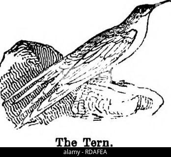 . Illustrierte Naturgeschichte: Bestehend aus Beschreibungen der Tiere, Vögel, Fische, Reptilien, Insekten, etc., mit Skizzen ihrer eigenartigen Gewohnheiten und Eigenschaften. Zoologie. Schwimmer 30 d wieder Jagd auf dem Schiff für jede Sub-Positionen über Bord geworfen." Die Tkrns oder Seeschwalben, von großer Kraft und Ausdauer des Fluges besessen sind, ihre langen Gegabelten Schwanz und spitzen Flügeln zeigt Stärke und Schnelligkeit. Die flussseeschwalbe ist in viel an dem südlichen Ufer des Eu gefunden - Seil, und in vielen Teilen von Asien und Afrika. Häufig ist es am südlichen Ufer o gesehen Stockfoto