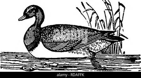 . Illustrierte Naturgeschichte: Bestehend aus Beschreibungen der Tiere, Vögel, Fische, Reptilien, Insekten, etc., mit Skizzen ihrer eigenartigen Gewohnheiten und Eigenschaften. Zoologie. Schwimmer. 305 Vögel sind in einem sehr ausgeklügelte Falle, als Lockvogel. Es ist ein perfektes Gebäude der Stangen und Netze, und wird in der Form einer Röhre gebaut, sehr breit am Mund, und sehr an der Spitze schmaler. Die Enten sind veranlasste die "Pipe" durch die Eskapaden eines Hundes ein, und durch einige Hanf samen, die zuvor auf dem Wasser gestreut. Sie sind dann weiter gefahren, um das kleinere Ende, wo thej gefangen und getötet. Stockfoto