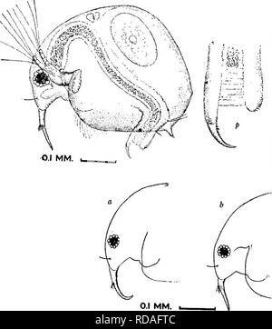 . Süßwasser-Biologie. Süßwasser-Biologie. 7 o 6 Süßwasser-BIOLOGIE 76 (23, 83) Sechs Paar Füße. Antennules der weiblichen Große, Feste. Darm sirople; keine Ceca. Familien Bosminidae Sars. 77 Körper kurze und hohe oft oval oder rund. Armaturen Körper und Bauch. Antennules von 9 lang, unverrückbar fest. Keine Abdominal- prozess oder ocellus. Darm ohne Windungen oder Ceca. Tiere Kleine, selten mehr als 0,5 mm. 77 (82) Antennules der weiblichen etwa parallel zueinander, nach hinten geschwungenen, Feste zu Kopf; olfaktorischen Setae auf der Seite, in der Regel in der Nähe der base Bosmina Baird 1845 78 Tier in der Regel Stockfoto