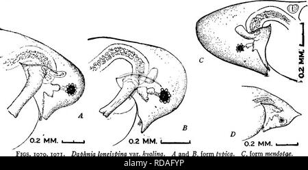 . Süßwasser-Biologie. Süßwasser-Biologie. Die WASSERFLÖHE (CLADOCERA) 697 36 (37) Kopf nicht Behelmte; Auge in der Nähe des Rands. Daphnia longispina. Es gibt zahlreiche Sorten von D. longispina ordnungsgemäße; je nach Anteil der Ventile, etc. Der Kopf kann groß oder klein sein, seine ventralen Rand gerade, konkav oder konvex. Das Auge kann einen großen Pigment mit wenigen Linsen eingebettet in, oder es können kleinere mit zahlreichen pro-jecting Linsen. In allen Regionen der Vereinigten Staaten gefunden. 37 (36) Kopf behelmten und Auge daher entfernt von Marge. In der Regel mehr zart und transparent als 36. Dap Stockfoto