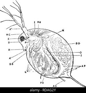 . Süßwasser-Biologie. Süßwasser-Biologie. Die WASSERFLÖHE (CLADOCERA) 677 Anwendungsbereich und wer nicht die Ressourcen einer Universität labo-ratory. Sie sind leicht gesammelt und bewahrt und die Arten können leicht identifiziert werden, da wenig oder keine mikroskopische Zerlegung erforderlich ist, die bestimmte Zeichen zu erkennen. Viele der Clado-Cera sind so transparent, dass die Inneren Organe im Detail studiert werden kann, wenn das Tier von der Seite unter dem Mikroskop angesehen wird. Viele der Formulare können leicht am Leben in kleinen Aquarien gehalten werden, und ihre Gewohnheiten beobachtet. Es gibt noch eine große Menge von Wor Stockfoto