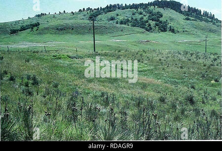 . 80 Jahre der Vegetation und Landschaft Veränderungen in den nördlichen Great Plains: Eine fotografische Dokumentation. Sortiment Pflanzen; Landschaft; Botanik; forbs; Gräser; Landschaften; botanische Zusammensetzung; Sträucher und Bäume. Spearfish, South Dakota Lage Lawrence, CO, SD; Sec. 34, R.2 E., T.7 N.; GPS-UTM 4930102 N, 590496 E. ca. 2 Meilen nördlich von Spearfish. Von Spearfish, fahren Sie Richtung Norden ca. 2 km an der Kreuzung der U.S. Highways 14 und 85. Biegen Sie nach rechts (Osten) auf Zufahrtsstraße parallel zur US-Highway 85, neben public utility Station. Dann fahren Sie südlich über 0,5 Kilometer. Bild wurde auf den Hügel zu den genommen Stockfoto