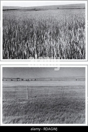 . 80 Jahre der Vegetation und Landschaft Veränderungen in den nördlichen Great Plains: Eine fotografische Dokumentation. Sortiment Pflanzen; Landschaft; Botanik; forbs; Gräser; Landschaften; botanische Zusammensetzung; Sträucher und Bäume. Original Foto Juli 6, 1927. Shantz V -3-1927. Mit Blick nach Osten. Erste Wiederholungsprüfung und Beschreibung August 11, 1960. W. S. S., E -8-1960. Dr. Shantz 'original Bild zeigt ein fast reines Stand von Agropyron smithii. Wenn die 1960er Bild aufgenommen wurde gab es sehr wenig von diesem Gras, es vor allem Koeleria cristata (von Phillips 1963, S. 129). Die zweite Wiederholungsprüfung August 3, 1998. Kay -4358-15.. Bitte nicht Stockfoto