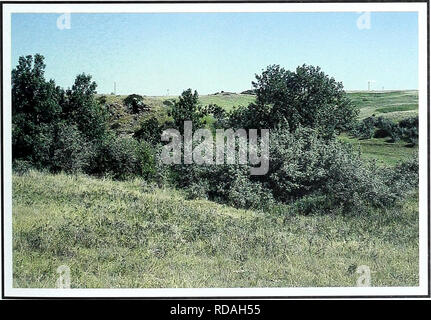 . 80 Jahre der Vegetation und Landschaft Veränderungen in den nördlichen Great Plains: Eine fotografische Dokumentation. Sortiment Pflanzen; Landschaft; Botanik; forbs; Gräser; Landschaften; botanische Zusammensetzung; Sträucher und Bäume. Fryburg, North Dakota Lage Billings Co., ND, sek. 8, R 100 W., T. 139 N.; GPS-UTM 5191148 N, 627345 E. ca. 1,3 km west-südwestlich von fryburg. Aus Medora, South Dakota, reisen 13 Meilen östlich auf US-amerikanischen Interstate 94. Nehmen Sie die Ausfahrt 36, und biegen Sie rechts (Richtung Süden). Weiter durch Fryburg zu "T" im Straßenverkehr, etwa 0,4 km südlich der Stadt. Biegen Sie rechts (West) in Richtung Sully Creek Road und trav Stockfoto