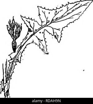 . Gray's neues Handbuch der Botanik. Ein Handbuch der Blütenpflanzen und Farne der Zentral- und Nordosten der USA und das benachbarte Kanada. Botanik. 1016. T. erythrospermum. Köpfe und das Blatt-Tipp x%. 99. s6 NCHUS [Tourn.] L. Gänsedistel Köpfe viele Blüten, die an der Basis tumid. Hülle mehr oder weniger im-bricated. Achenes oboompressed, gerippte oder gerieft, nicht beaked; Pappus reichhaltig, sehr weiß überaus weich und feinen Borsten hauptsächlich fallen zusammen. ^ Grünen entrappt groben Unkraut, vor allem glatt und Glaucous, mit corymbed oder umbellate Staats gelbe Blüten im Sommer und Herbst produziert. Stockfoto