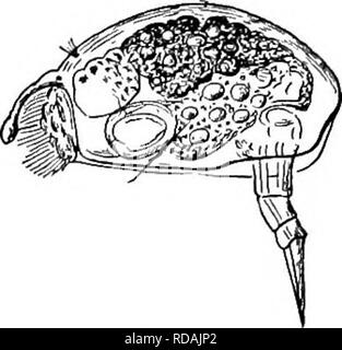 . Süßwasser-Biologie. Süßwasser-Biologie. Abb. 900. Coturus grallalor Gosse. X37S. (Nach Webet. Bitte beachten Sie, dass diese Bilder sind von der gescannten Seite Bilder, die digital für die Lesbarkeit verbessert haben mögen - Färbung und Aussehen dieser Abbildungen können nicht perfekt dem Original ähneln. extrahiert. Bezirk, Henry Baldwin, 1865-1945; Whipple, George Chandler, 1866-1924. gemeinsame Thema. New York, John Wiley & Amp; Söhne, Inc.; [etc. , Etc. ] Stockfoto