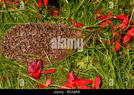 Igel (Erinaceus europaeus) unter Fuschia Bush in der Nacht im Garten, bedrohte Arten, die auf Grund von geeigneten habtat und der zur Verfügung stehenden Nahrung zu Laack Stockfoto