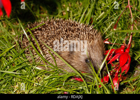 Igel (Erinaceus europaeus) unter Fuschia Bush in der Nacht im Garten, bedrohte Arten, die auf Grund von geeigneten habtat und der zur Verfügung stehenden Nahrung zu Laack Stockfoto