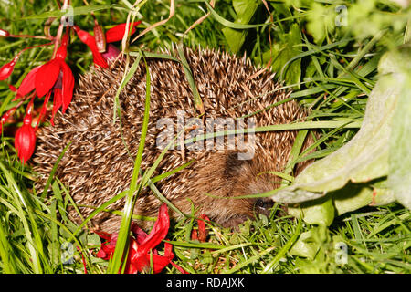 Igel (Erinaceus europaeus) unter Fuschia Bush in der Nacht im Garten, bedrohte Arten, die auf Grund von geeigneten habtat und der zur Verfügung stehenden Nahrung zu Laack Stockfoto