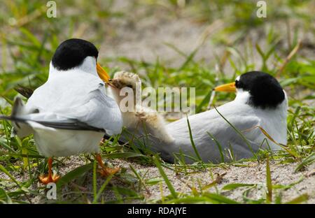 Zwei Zwergseeschwalbe (Sterna Albifrons) am Nest unter schwarzen Hafer wächst auf Schale Reich Sand Machirs, Indikator Vogel des Klimawandels aufgrund seiner Abhängigkeit Sandaale, Temperatur des Meeres.  mit frisch geschlüpften Küken gefüttert Sandaal sitzen Vögel zurück Stockfoto