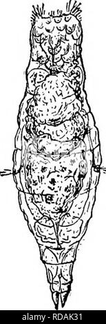 . Süßwasser-Biologie. Süßwasser-Biologie. Abb. S 70. Furcularia Abb. 871. Purcularia Abb. 872. Diglena ros-FlG. 8^^". Distemma set'/orficuta" ehi. Xsoo - longiseta Ehr. X400.Trata Dixon-Nuttall. igerum Ehrenberg. (Nach Weber.) (nach Dixon-Nuttall.) X 320. (Nach Dkon-X R 66. (Nach Ehren - Nuttall.) Berg.). Abb. 874. TriopMhalmus Abb. 87 s. In AUiertia-Abb. 876. Pleurotncha Abb. S77. Taphrocampa dorsualis Ehrenberg. Irusor Gosse. X 13 S. jramiw Western. X 125. Ein " " ii/ojo Gosse. X14. X80. (Nach Ehren - (Nach Gosse.) (nach Dixon-Nuttall.) (nach Weber.) Berg.). Bitte beachten Sie, dass diese Bilder sind Stockfoto