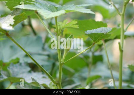 Frisches Grün okra im Garten. Makroaufnahme, full frame Stockfoto