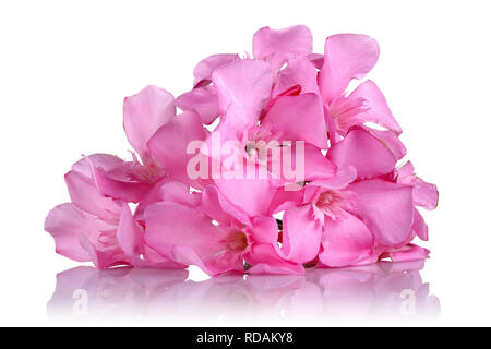 Rosa oleander Blumen auf weißem Hintergrund Stockfoto