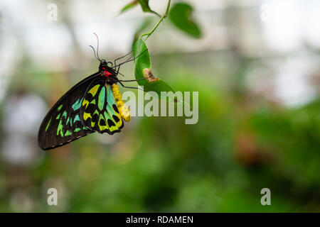 Ein Cairns Birdwing Butterfly, Ornithoptera euphorion thront auf einem Blatt Stockfoto