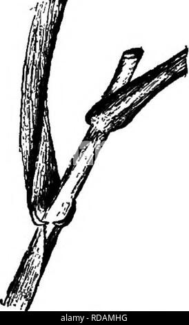 . Südliche Feldfrüchte (exklusiv von Futterpflanzen). Die Landwirtschaft. 70 südlichen FELDFRÜCHTE. wird in der Regel von einem helleren Grün als die der anderen kleine Körner. 69. Sorten. - Es gibt nur eine begrenzte Anzahl von Vari-ETIES von Roggen, auch in den Europäischen Ländern. Praktisch nur eine Art oder Sorte ist erfolgreich und in der Regel wächst in den wärmeren Teil, des Südens, der einfach als südliche Roggen bekannt ist. Der Roggen Blume, anders als das von Weizen, Hafer und Gerste, ist cross-pol-linated, so dass es nicht Desir werden zwei verschiedene Sorten miteinander zu säen. 70. Klima. - Der Roggen ist ad Stockfoto