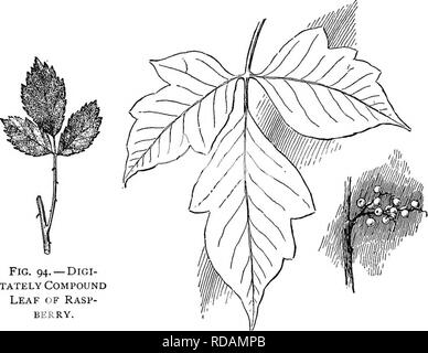 . Anfänger Botanik. Botanik. Blätter - FORM UND POSITION 75 Manchmal die Flugblätter selbst sind, und das ganze Blatt wird dann sagte zu bi-Compound oder zweimal-com-. FlG. 94. - DlGI-WÜRDEVOLLEN Compound Leaf von Rasp-Berry. Abb. 95.- Poison Ivy. Blätter und Früchte. Pfund (Abb. 90). Einige Blätter sind Drei-, Vier- oder Fünf-Compound. Decompound ist ein allgemeiner Begriff, der Grad der Compoundierung über zweimal-com-pound zum Ausdruck zu bringen. Blätter, die nicht bis zur Mittelrippe unterteilt sind: Gelappt, wenn die Öffnungen oder nebenhöhlen nicht mehr als die Hälfte der Tiefe sind der Klinge (Abb. sagte. 96), Spalte Stockfoto