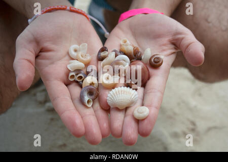 Sammlung von handverlesen verschiedene Muscheln im Menschen Hände Nahaufnahme Stockfoto