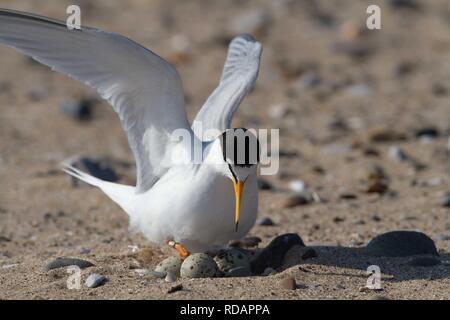 Zwergseeschwalbe (Sterna Albifrons) Ankunft in das Nest am Strand, Stockfoto