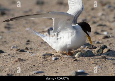 Zwergseeschwalbe (Sterna Albifrons) Ankunft in das Nest am Strand, mit Ring auf Monitor Langlebigkeit des Lebens Stockfoto