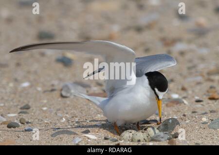 Zwergseeschwalbe (Sterna Albifrons) Ankunft in das Nest am Strand, mit Ring auf Monitor Langlebigkeit des Lebens Stockfoto