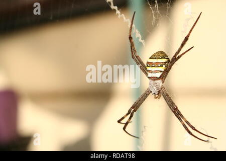 St. Andrew's Cross Spider im Web Stockfoto