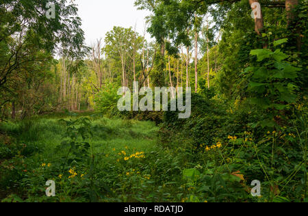 Die dicken bewaldete Fläche von Cuyahoga Valley National Park, Ohio. Stockfoto