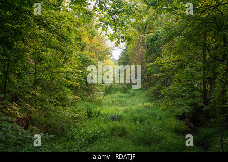 Die dicken bewaldete Fläche von Cuyahoga Valley National Park, Ohio. Stockfoto