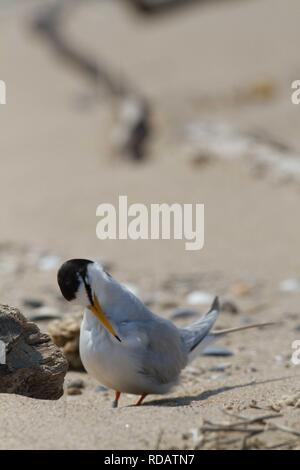 Zwergseeschwalbe (Sterna Albifrons) putzen am Strand, Stockfoto