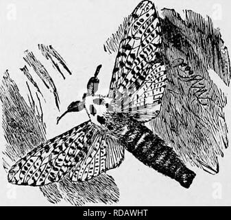 . Die populäre Naturgeschichte. Zoologie. 5 S 4 HOLZ LEOPARD MOTH. Eine komfortable Zelle im Baum, Futter mit einem Stoff der gemischt-Verschrottung und seidenen Fäden. Bevor er von diesem Retreat auftaucht, drückt er selbst seine Burrow thrcugh wie eine Schleife aufsteigend ein Schornstein, ragt über die Hälfte der booy, und dann Fragen aus dem Kokon der Schale, die Sie in die Höhle verlässt. Das Holz Leopard Moth ist ein sehr hübsch gekennzeichnet, Insekt, allerdings ohne die Brillanz der Farben. Die Raupen dieses ineect Converse auf das Innere des scheinbaren inany Bäume, den Wald von Apple zu bevorzugen, Birne Stockfoto