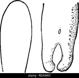 . Süßwasser-Biologie. Süßwasser-Biologie. Parasitäre SPULWÜRMER 541. 21 (i 8) Keine konische spicules hinter Membrana Aperture; kaudale Lappen cylin - drical platycephalus Gordius Montgomery 1898. Für die Weibchen dieser Spezies 30 in diesem Schlüssel. Männliche bis zu 216 mm lang, 1 mm breit. Die abgeflachten anterior Ende ist charakteristisch, sondern Montgomery gefunden ein Exemplar der G. densareolatus anscheinend mit dieser Funktion und konnte es nur als eine hybride Form erklären. Kanada, Pennsyl- vania und Guatemala. Abb. 842. Gordius platycephalus J; Kopf und Schwanz im ventralen Aspekt. Vergrößert. (Nach Montgomery.) 22 (11) Caud Stockfoto