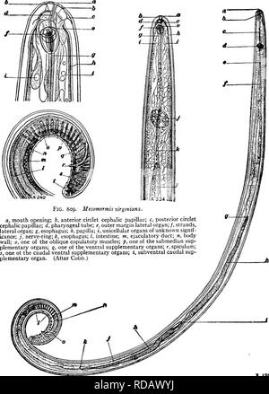 . Süßwasser-Biologie. Süßwasser-Biologie. 504 Süßwasser-Biologie. Abb. 8 io. Mesomermis virginiana. ein, den Mund zu öffnen; b, seitliche Orgel; c, Speiseröhre; d, Nerv - riog; e, posterior Ende Speiseröhre;/, i:, blinden Ende anterior Hoden; h, Hoden; t, Kreuzung der Hoden; j, Darm; k, blinden Ende |, Darm;^,. ... ,,,. Posterior Hoden; I, ventralen zusätzliche Organe; m, submedian zusätzliche Organe; n, schräg copulatory Muskeln; o, spiculum. (. Nach Cobb.}. Bitte beachten Sie, dass diese Bilder sind von der gescannten Seite Bilder, die digital für die Lesbarkeit erhöht worden sein können extrahiert - Stockfoto