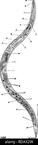 . Süßwasser-Biologie. Süßwasser-Biologie. Frei lebende Nematoden 495 46 (45) Schlund nicht lang und schmal 47 47 (48) Schlieren nicht auflösbaren in Zeilen von Punkten Cephalobus Bastian. Gattung der zahlreichen Arten, die häufig über die höheren Pflanzen, zweifellos häufig mindestens "semi-Parasitären." Gelegentlich Arten im Süßwasser. Gemeinsame in morschem pflanzlichen Stoffen. Einige Arten sind parthenogenetisch, andere Hermaphroditische. Gefunden auf der Oberfläche von Insekten. Rhabdilis Cephalobus ähnelt, können aber leicht durch die Form des Pharynx und der Natur der männlichen kaudale Anker unterschieden werden. Die phar Stockfoto