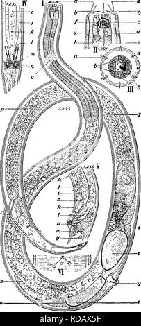 . Süßwasser-Biologie. Süßwasser-Biologie. &Amp;. ; 15. Â^: 4. V - 88,4 - "SY. i - Seitliche Flügel {3) sind sehr prominent, und Pos-teriorly sind etwas Leiterförmig. Die Weibchen haben symmetrisch Eierstöcke zurückgebogen. Lebensraum: Süßwasser-Teiche. Cape Breton ist - Land, Dominion von Kanada. Abb. 786. Spilophora canadensis. ein, den Mund zu öffnen; b, dorsalen Zahn; c, des Rachens; d^Base des Rachens; e, Speiseröhre;/, Nervenzellen; g, Nerv-ring; h, Absondernde Pore, i, valvular Apparat der Glühbirne; j, Längs- Reihe von cuticular Markierungen Merkmal der Gattung; EIN, Darm;/, renette Zelle; m, nucle Stockfoto