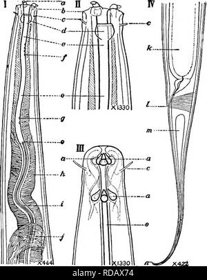 . Süßwasser-Biologie. Süßwasser-Biologie. 486 Süßwasser-BIOLOGIE 15 (16) Anzahl der Zähne drei, gleich, kleiner, mobiler, weit vorne in der Nähe der Mündung. Ironus Bastian. Gattung mit etwa sechs bekannten Arten, zu frischem Wasser beschränkt, obwohl es eine sehr ähnliche Gattung, ThaUasironus de Mann, für den Empfang von ähnlichen marine Formen. Einige Arten hermaphro - ditic. Speicheldrüsen in der Speiseröhre. Vertreter der Spezies. Ironus americanus Cobb 1914. Aus der Größe des scheinbar gereifte Eizellen wird davon ausgegangen, dass die Eier sind erheblich verlängert. Es ist unwahrscheinlich, dass es mehr als eine in der Gebärmutter enthalten ist Stockfoto