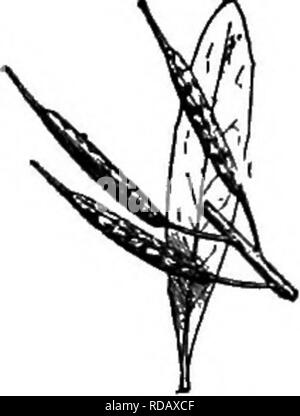 . Gray's neues Handbuch der Botanik. Ein Handbuch der Blütenpflanzen und Farne der Zentral- und Nordosten der USA und das benachbarte Kanada. Botanik. 7.") 5. B. Philippii. Stammzellen - Blatt und Teil der Fruchtkörper raceme x y ^.. 756. B. juDcea. Stammzellen - Blatt und Teil der Fruchtkörper raceme x%. - Einjährige oder Biennalen, mit gelben Blüten. Untere Blätter lyrate meistens, eingeschnitten oder pinnatifid. (Der lateinische Name der Kohl.) * Schnabel der Pod groß, Fiat oder auffallend gewinkelt, in der Regel mit einem Samen in ein indehiscent Zelle; Blätter nicht umklammern an der Basis. 1. B. Alba (L.) Boiss. (Weiß M.) Hülsen borstigen, wie Stockfoto
