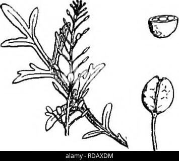 . Gray's neues Handbuch der Botanik. Ein Handbuch der Blütenpflanzen und Farne der Zentral- und Nordosten der USA und das benachbarte Kanada. Botanik. T 42. Virginicum L.. Blätter und Spitze der raceme x 2/3. Septum, Pod, und Petale x 2%. Querschnitt von Saatgut x4.. (Wilde Peppeegrass.) Keimblätter accumbent und Saatgut minutiös zu besichernden; pod marginless oder Dunkel zu Besichernden an der Spitze; Blüten vorhanden, außer in einigen der späteren Blumen. ÂA gemeinsame Unkraut der Straßenränder und Plätze. Juni-sept. Abb. 742. 2. L.-APi; TALUM Willd. Fast geruchlos; Blätter Zahnriemen oder pinnatifid; Coty - ledons etablierten wie in Stockfoto
