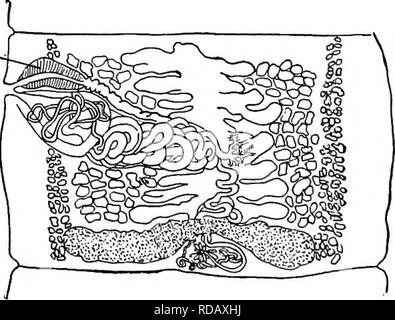 . Süßwasser-Biologie. Süßwasser-Biologie. Abb. 736. Proteocephalus amhloplitis. Ein, Kopf, X25. (Nach La Rue); ich, reif proglottid, frontalen Bereich mit wesentlichen Teilen der männlichen und weiblichen reproduktiven Systems, vergrößert. (Nach Benedikt.) 41 (34) Gut entwickelt (funktionale) Fünfte sucker vorhanden 42. Bitte beachten Sie, dass diese Bilder sind von der gescannten Seite Bilder, die digital für die Lesbarkeit verbessert haben mögen - Färbung und Aussehen dieser Abbildungen können nicht perfekt dem Original ähneln. extrahiert. Bezirk, Henry Baldwin, 1865-1945; Whipple, George Chandler, 1866-1924. gemeinsame Thema Stockfoto