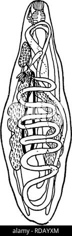 . Süßwasser-Biologie. Süßwasser-Biologie. 45 (38) Mit optisch streckendem tubular Hoden und vitellaria. Familie Heronimidae Ward 46 moderate Größe monostomes mit dicken, längliche, weicher Körper etwas abgeflacht, verjüngt sich sowohl in Richtung wies anterioren und posterioren Ende grob gerundet Haut glatt. Mündliche sucker schwach, Rachen, Speiseröhre, Ceca einfache, erstreckt sich aber nicht am hinteren Ende Vitellaria kompakt, röhrenförmig, wie invertiert V. Gebärmutter in vier Längs- Regionen geprägt. Genitale pore ventral mündliche Sucker in der Nähe der vorderen Spitze. Hoden Tubular, Gelappt oder mit kurzen Zweige, United in Stockfoto