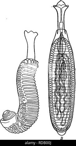 . Süßwasser-Biologie. Süßwasser-Biologie. Parasitische PLATTWÜRMER 381 3S (34) Mund Klemme, die durch erweiterte bukkale Disc umgeben. Cotylogaster Monticelli, 1892,. Ventrale Disc besteht aus einzelnen mittlere Reihe von Rillen stark Quer länglich und Sur-durch marginale Reihe kleiner, runder Alveolen abgerundet. Mund in der Mitte des scheibenförmigen Ausbau der vorderen Spitze der Vorderwagen. Lange prepharynx und der Speiseröhre. Eierstock und zwei Hoden gleich dahinter Form linear-Baureihe posterior auf die Mitte des Körpers. Laurer von Canal vorhanden. Embryo mit großen Posterioren sucker; Entwicklung unbekannt. Parasiten im Darm der Fische Stockfoto