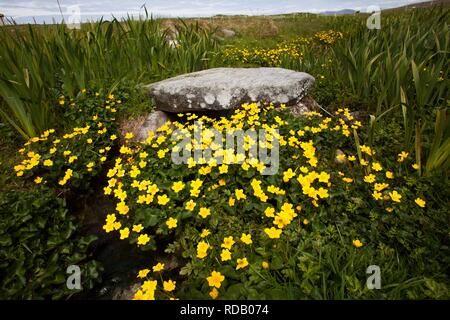 Alte Steinbrücke über brennen durch Machirs, mit reichlich Marsh Marigholds (Caltha Palustris) Stockfoto